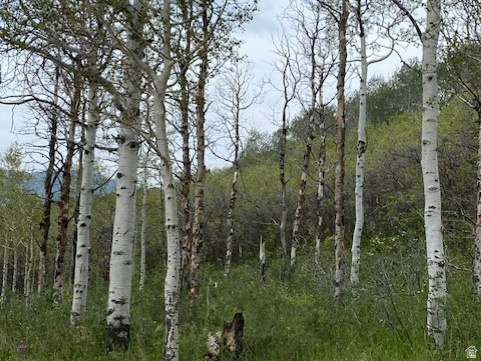 2604 South Forest Meadow Road, Unit C82 Coalville, UT 84017 - Photo 7 of 27 Wooded parcel featuring numerous mature trees, lush green ground cover, and natural clearings
