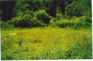 0 Pine Grove Road Lerona, WV 25971 - Photo 1 of 1 Gallery Image 1