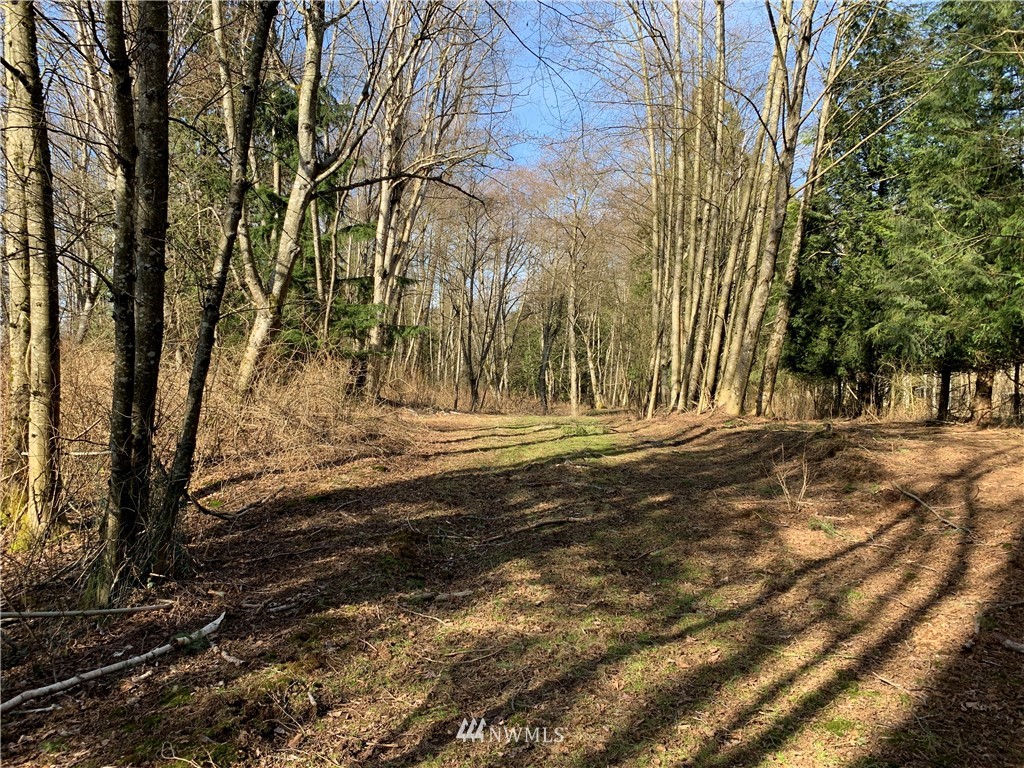 a view of dirt yard with a large tree