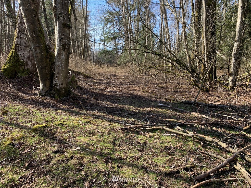 3024 Behme Road Custer, WA 98240 - Photo 14 of 19 a view of a yard with trees
