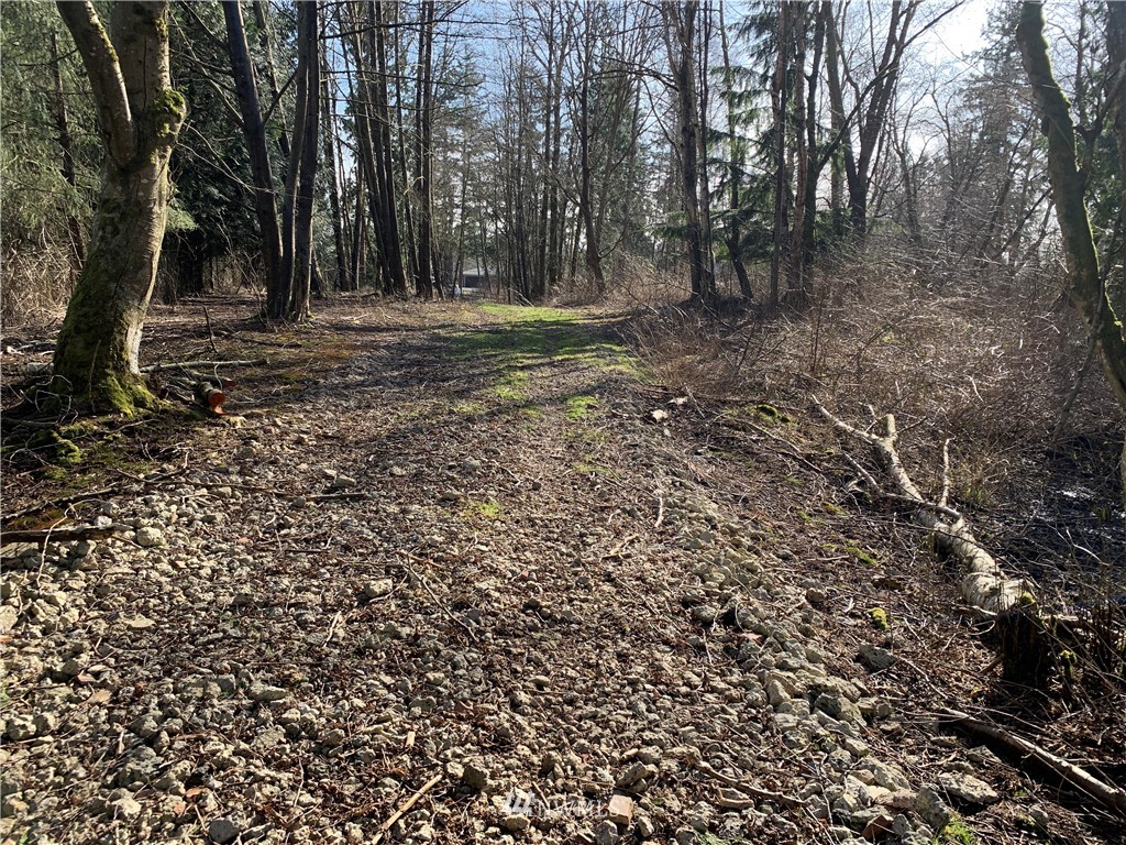 3024 Behme Road Custer, WA 98240 - Photo 16 of 19 a view of a forest with trees