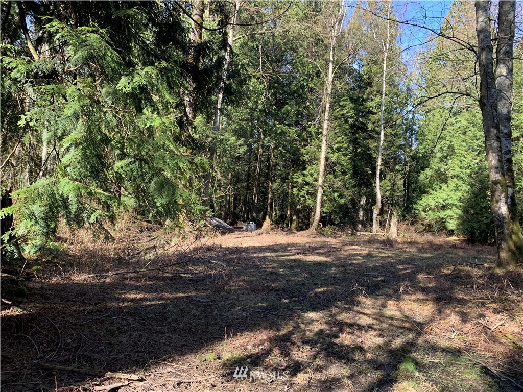3024 Behme Road Custer, WA 98240 - Photo 7 of 19 a view of a yard with a tree