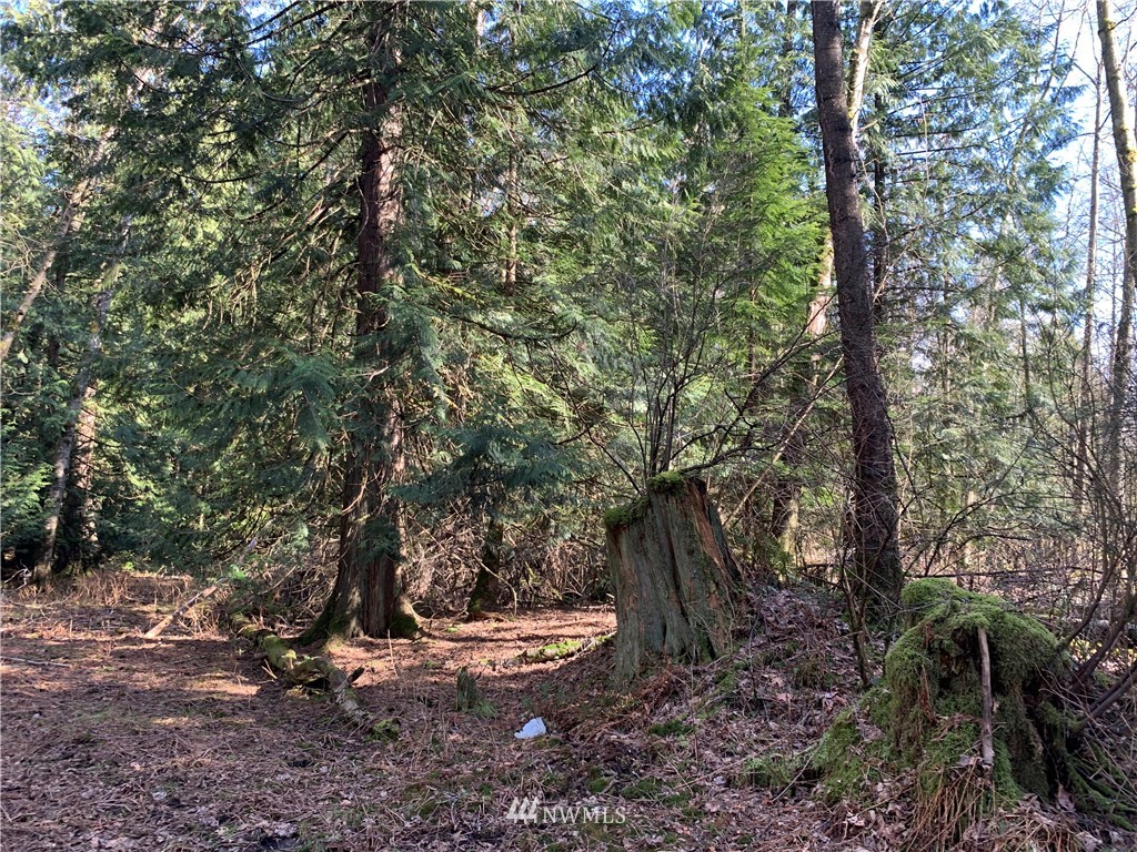 3024 Behme Road Custer, WA 98240 - Photo 8 of 19 a view of a backyard with large trees