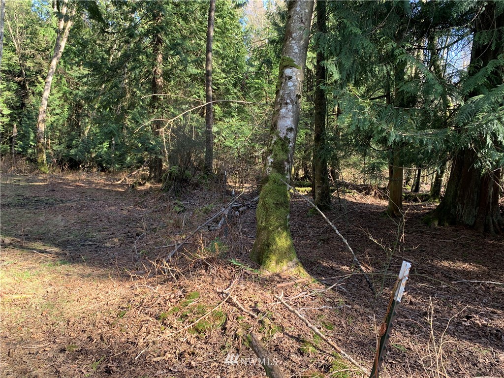 3024 Behme Road Custer, WA 98240 - Photo 10 of 19 a backyard of a house with lots of green space