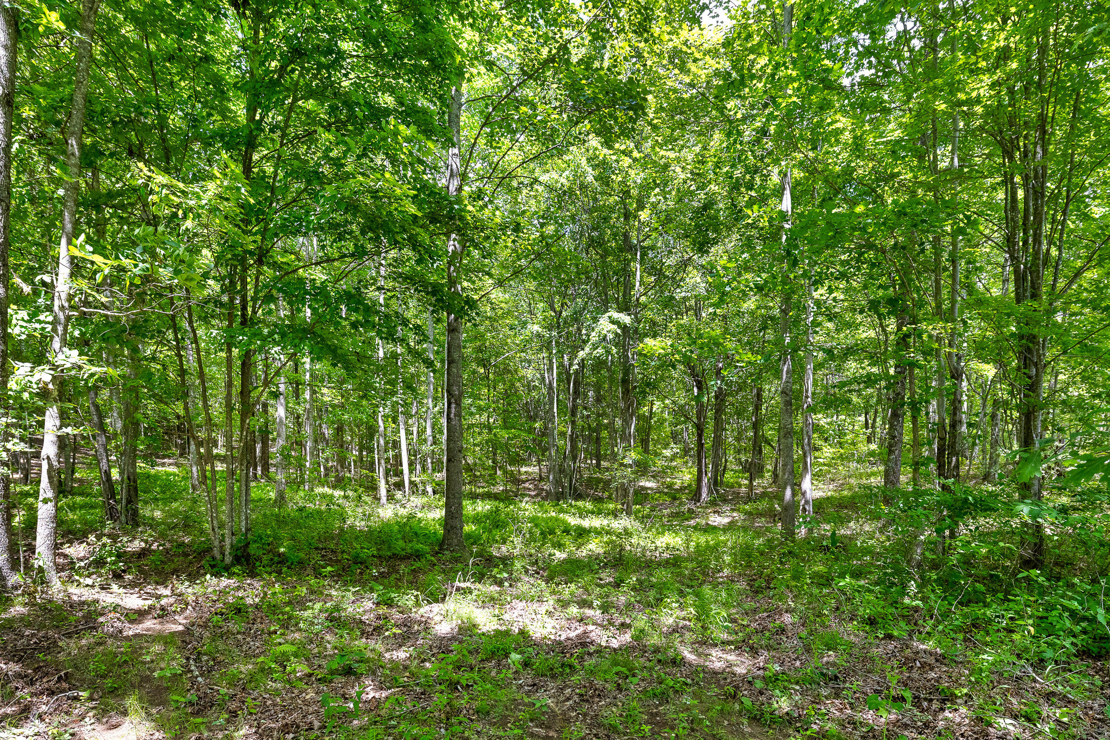 Lot 237 Roaring Creek Road Dunlap, TN 37327 - Photo 11 of 25 Lot 237 Roaring Creek Road
