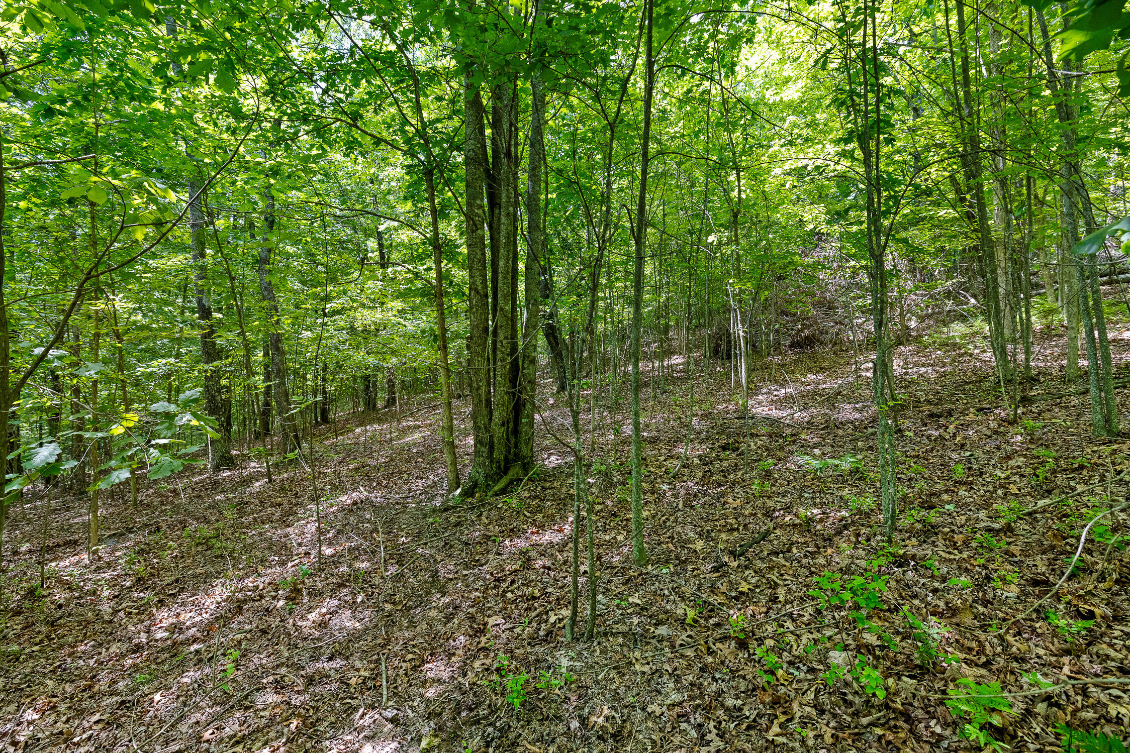 Lot 237 Roaring Creek Road Dunlap, TN 37327 - Photo 12 of 25 Lot 237 Roaring Creek Road