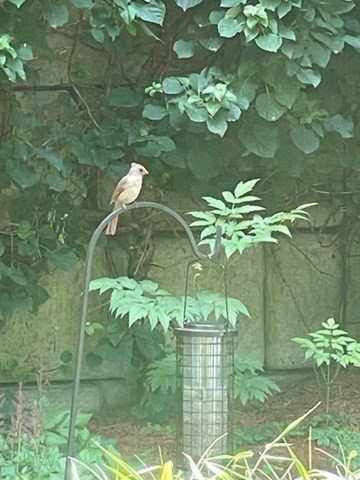 10 Shore Road Plymouth, MA 02360 - Photo 36 of 36 a view of fountain in the backyard