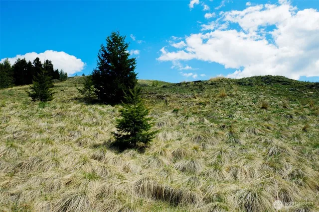 a view of a yard with a tree