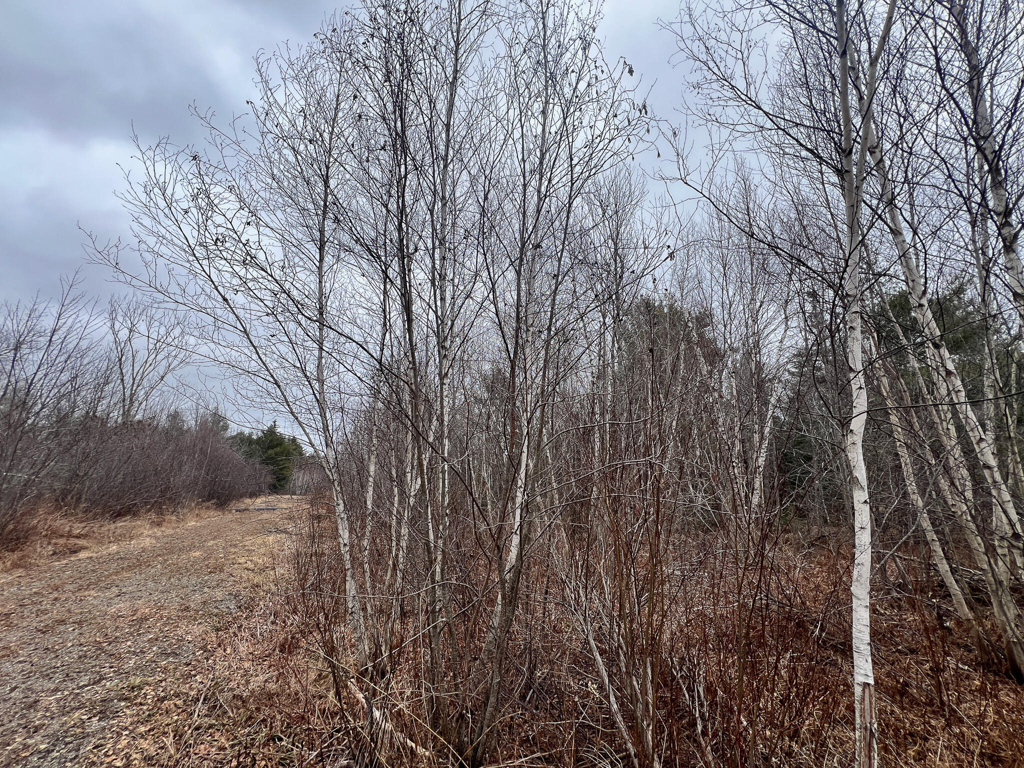 M2-l59 Dixmont Road Etna, ME 04434 - Photo 8 of 14 IMG_3313