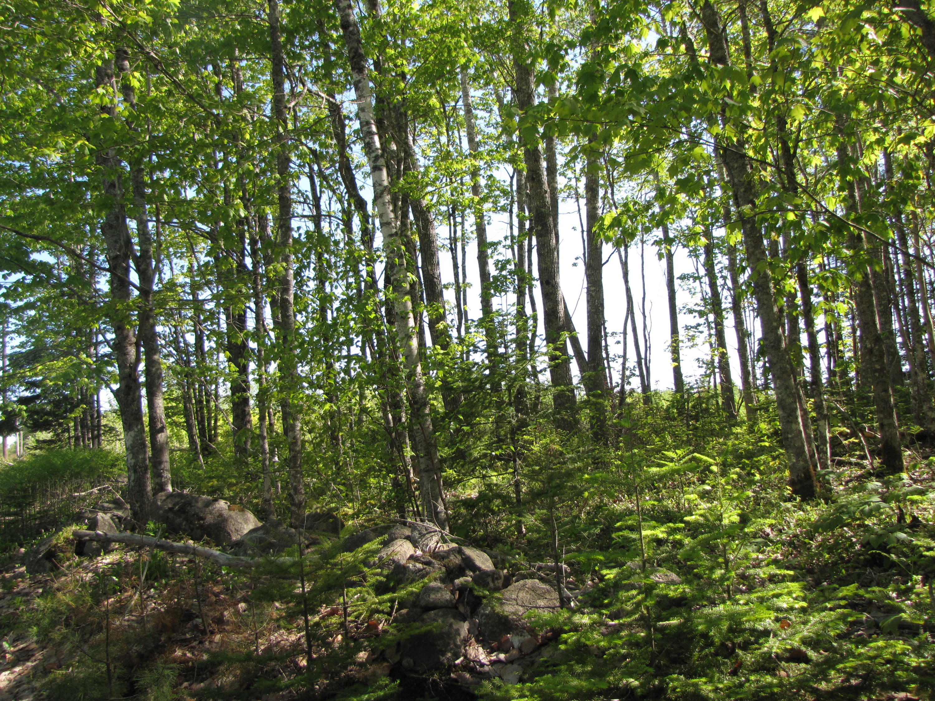 Lot 13 Northfield Road Northfield, ME 04654 - Photo 1 of 8 IMG_0320
