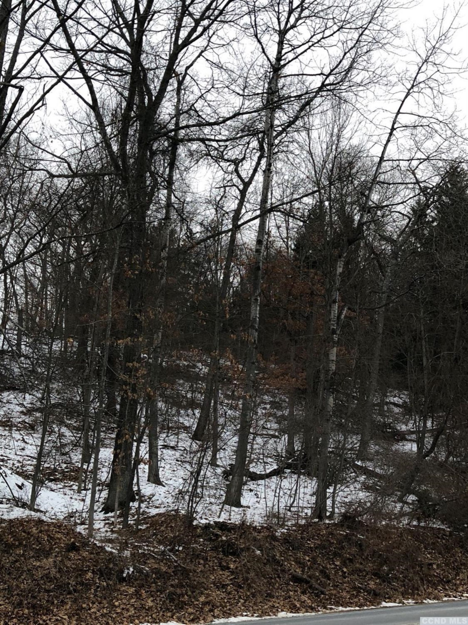 0 Rt 7 Copake, NY 12516 - Photo 4 of 5 a view of a forest filled with trees