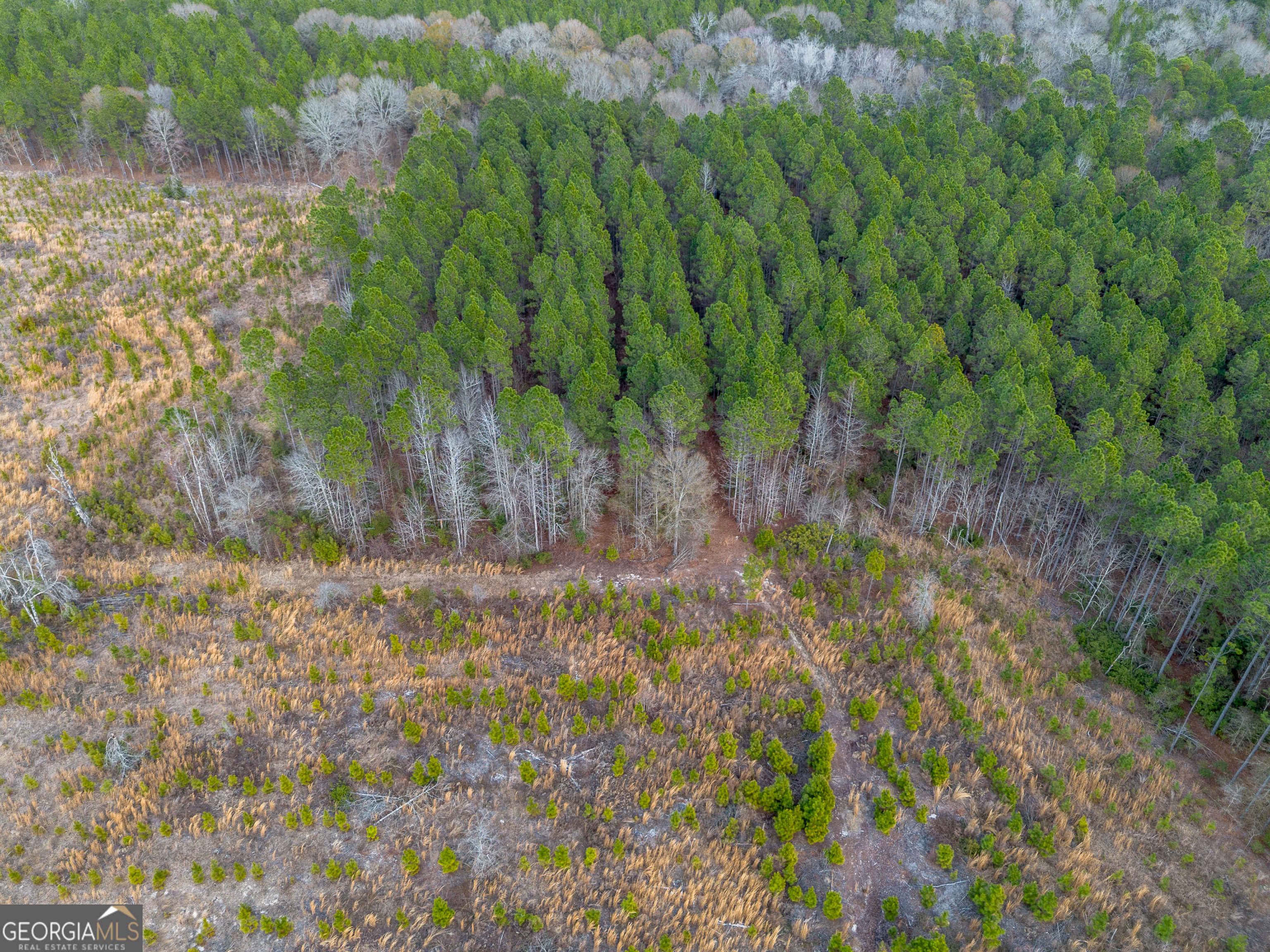 5 Bell Line Road Eastman, GA 31023 - Photo 2 of 8 a view of a yard with a tree