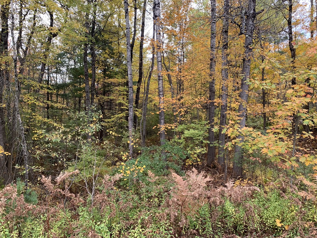 0 Main Road Chesterfield, MA 01012 - Photo 1 of 3 Gallery Image 1