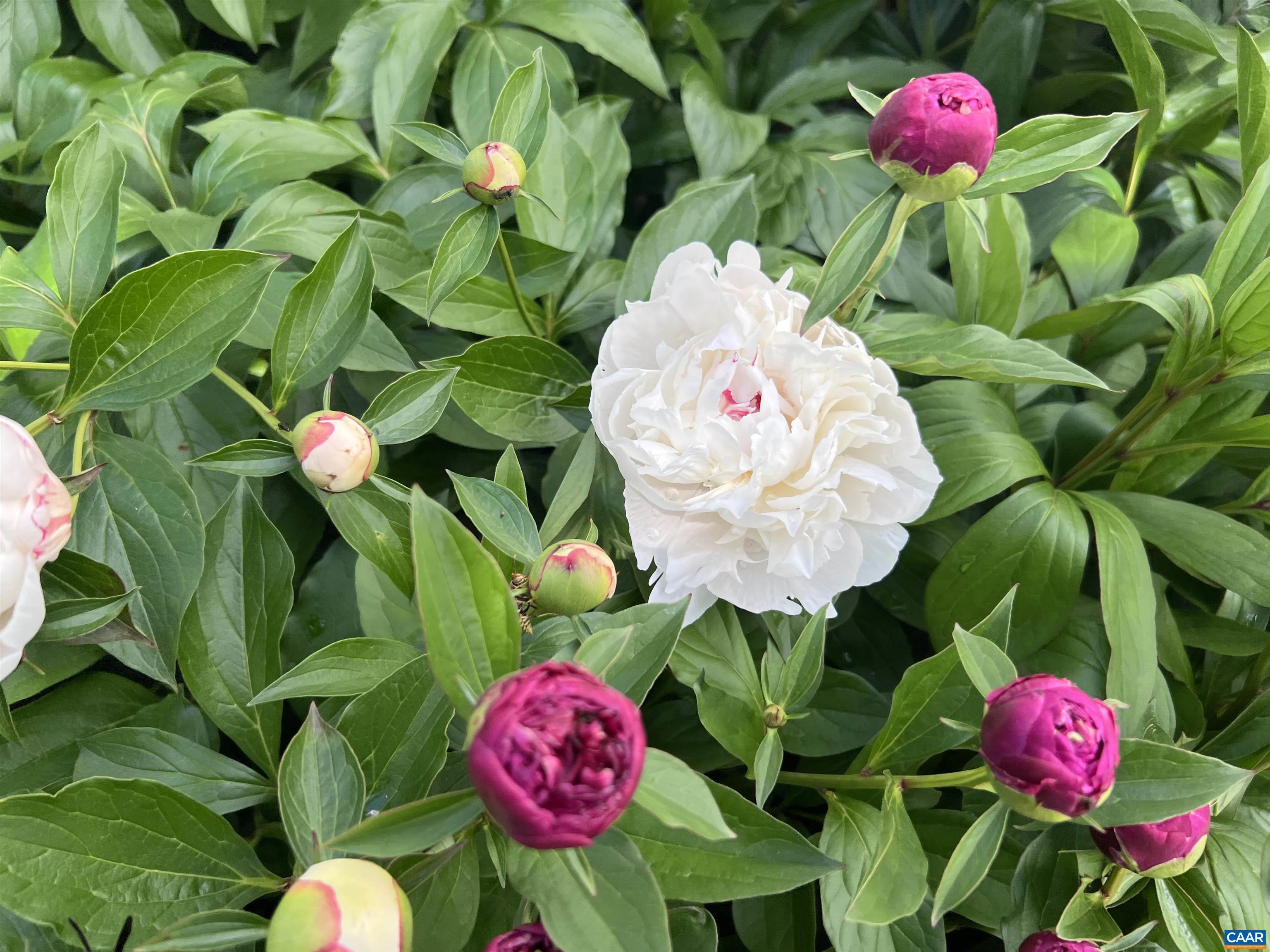 7230 Plank Road Afton, VA 22920 - Photo 35 of 37 a view of a flower