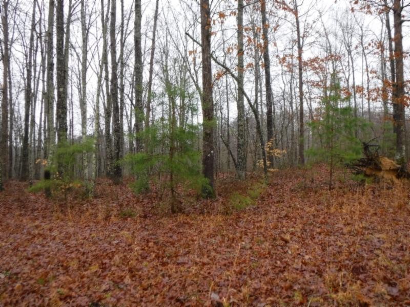 114 34ac Arrowhead Road Moss, TN 38575 - Photo 23 of 30 a view of forest
