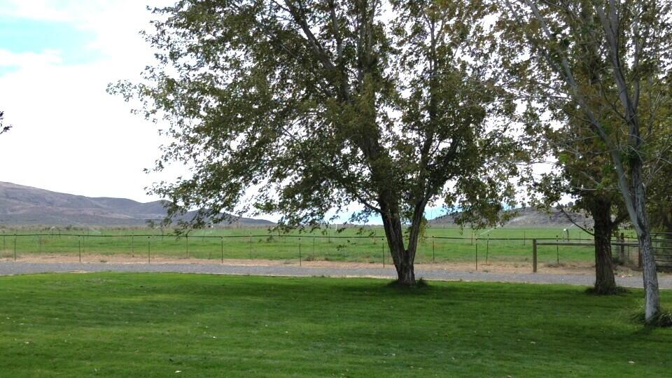 480-100 Belfast Road Litchfield, CA 96117 - Photo 70 of 100 a view of a green field with a tree