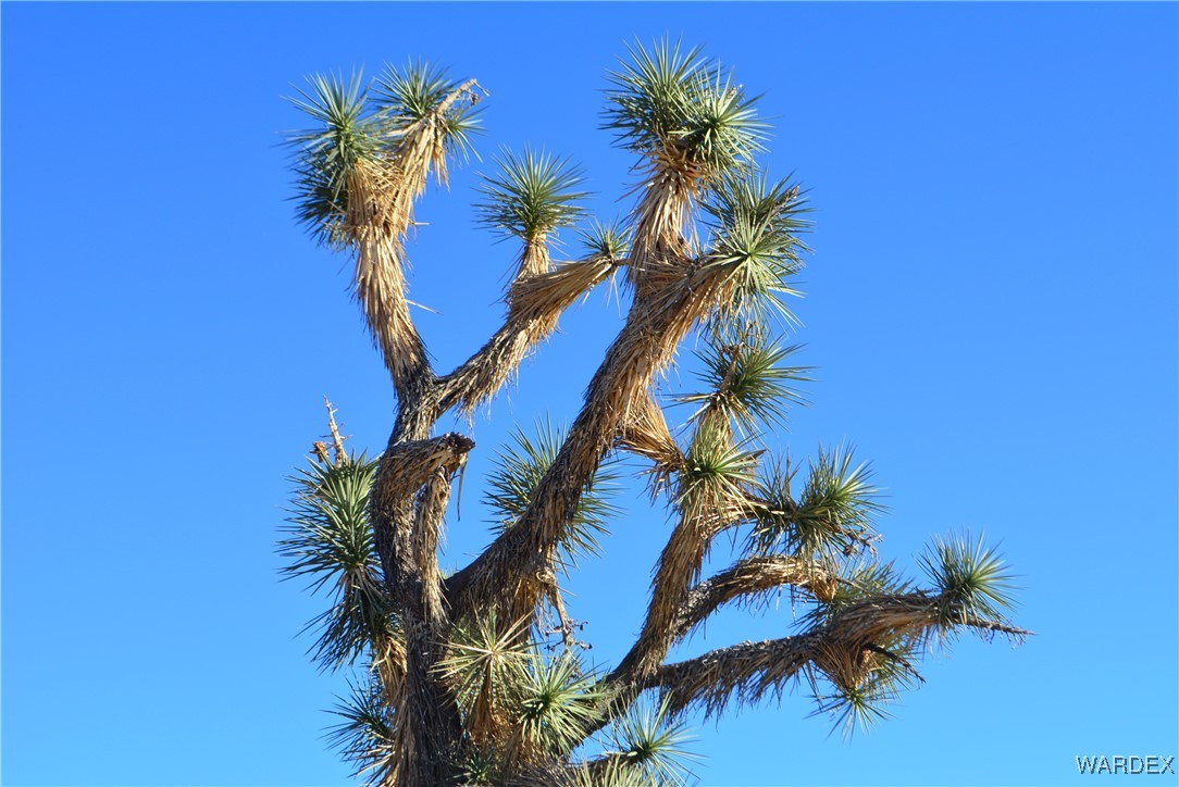 11626 Sherry Road Yucca, AZ 86438 - Photo 20 of 56 a view of a palm tree