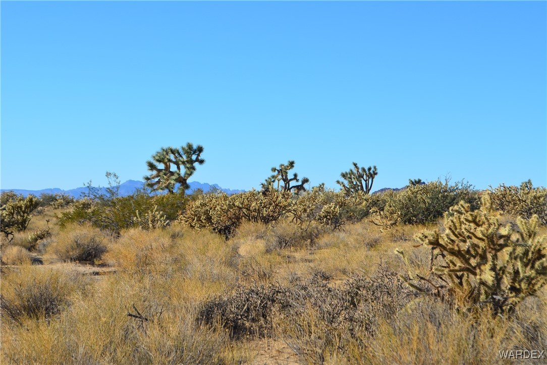 11626 Sherry Road Yucca, AZ 86438 - Photo 34 of 56 a view of a bunch of trees in a field