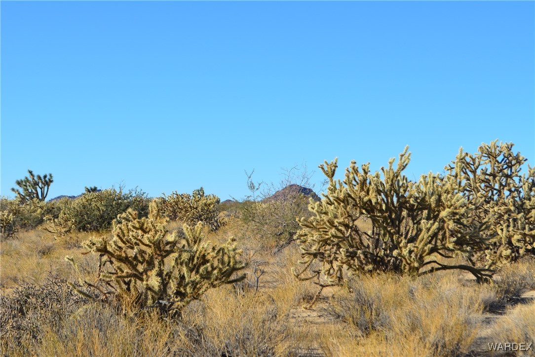 11626 Sherry Road Yucca, AZ 86438 - Photo 35 of 56 a view of a large tree with plants and trees in front of it