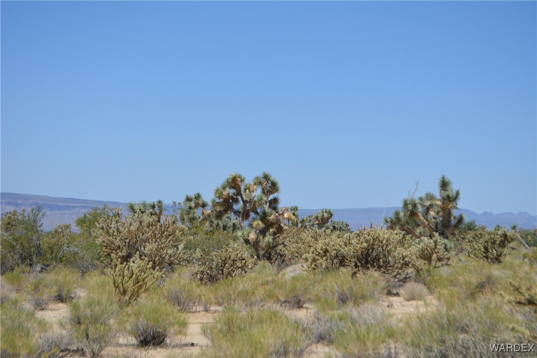 11626 Sherry Road Yucca, AZ 86438 - Photo 50 of 56 a view of a dry yard with trees in the background