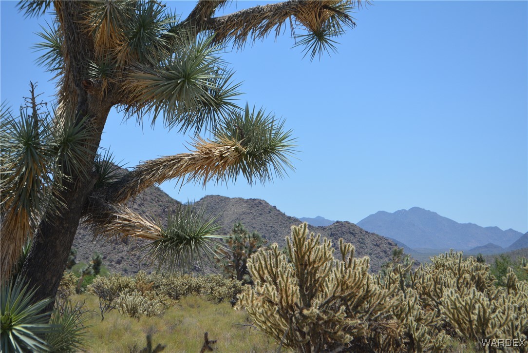 11626 Sherry Road Yucca, AZ 86438 - Photo 6 of 56 a view of a palm and mountain