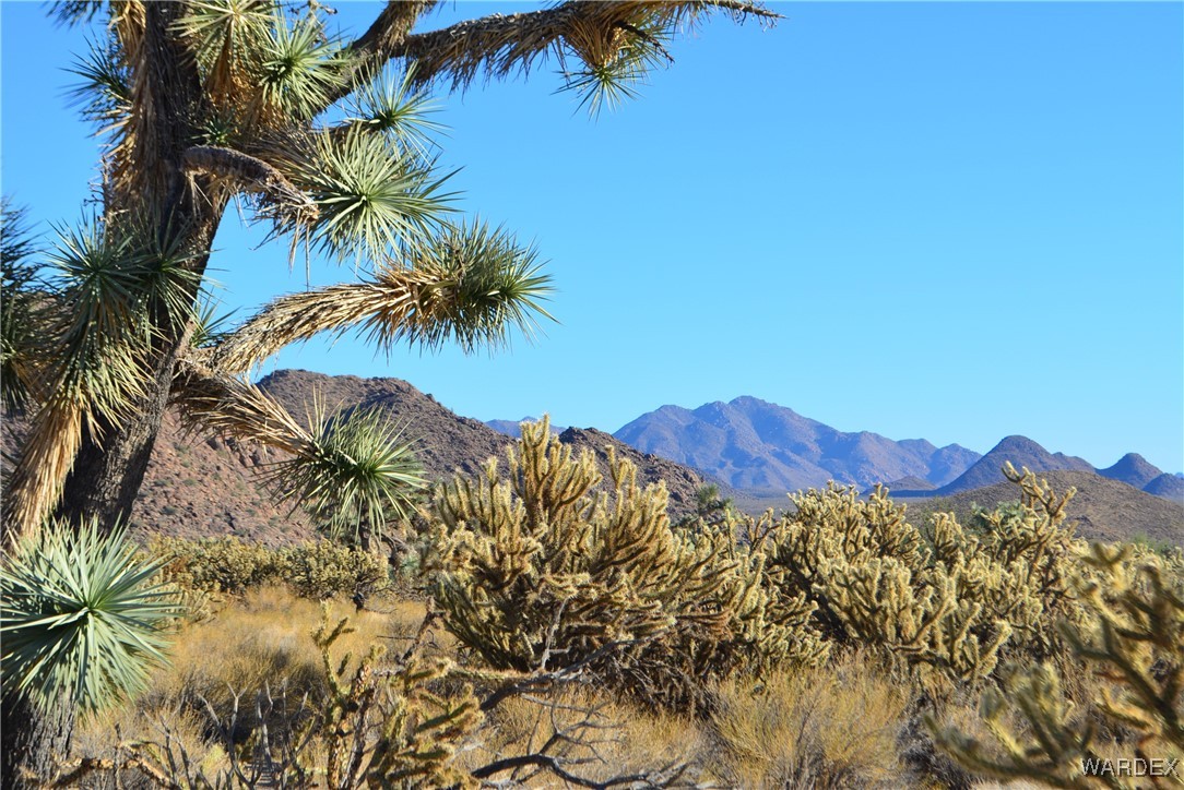 11626 Sherry Road Yucca, AZ 86438 - Photo 10 of 56 a view of a large tree with a mountain in the background