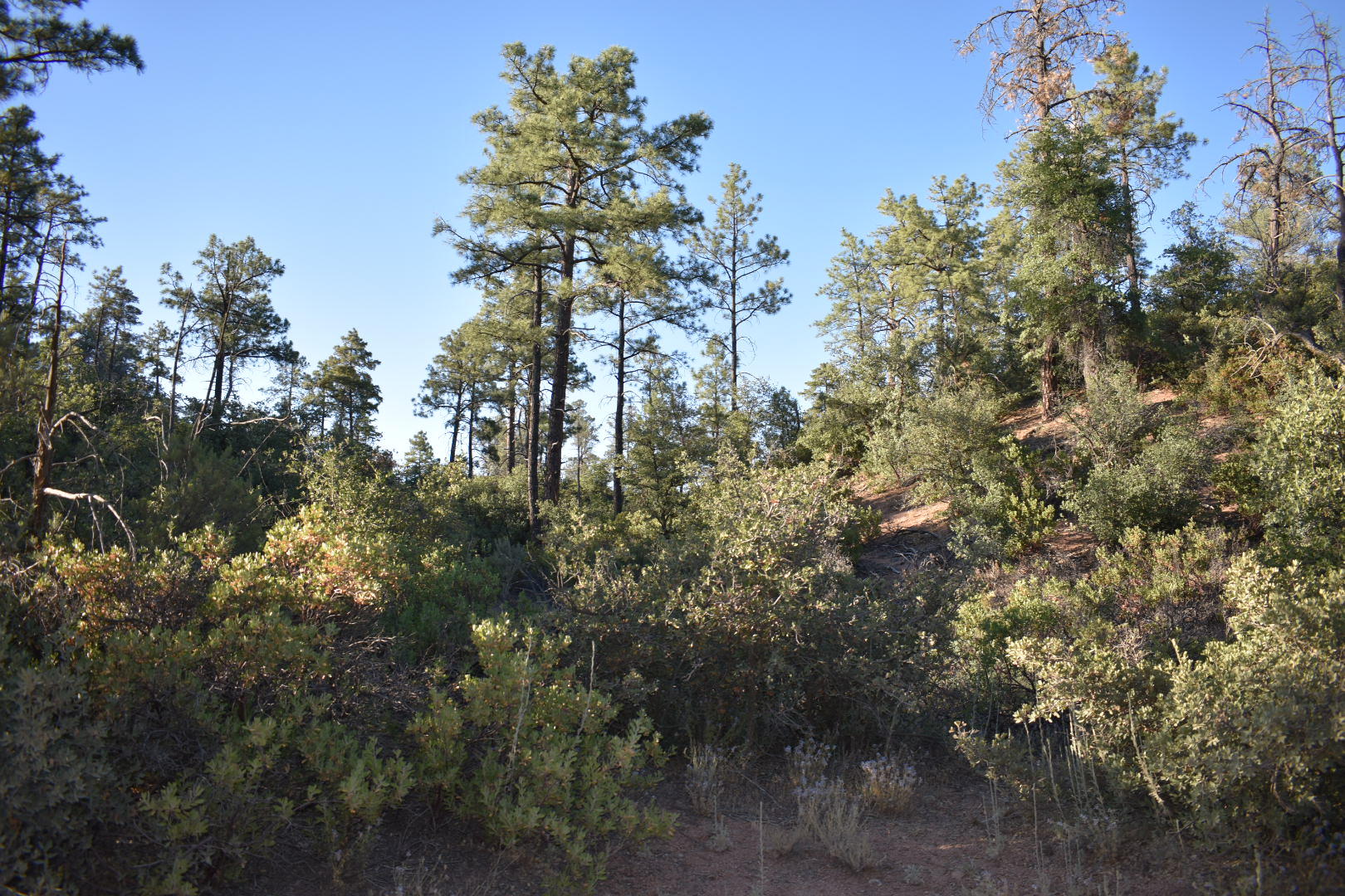 701 South Rim Club Drive Payson, AZ 85541 - Photo 9 of 20