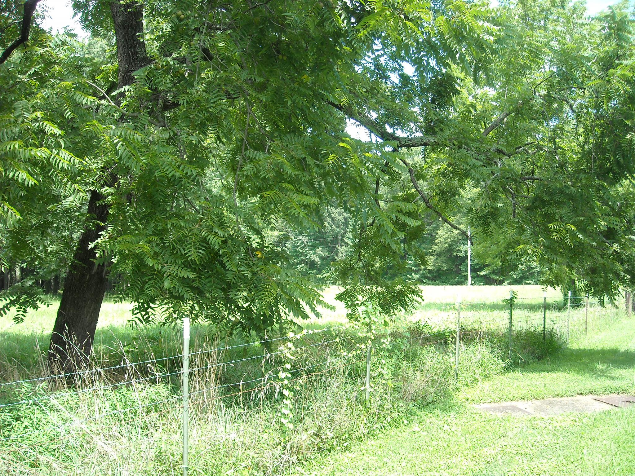 2152 Chambliss Road Pleasant View, TN 37146 - Photo 21 of 24 a view of backyard with green space