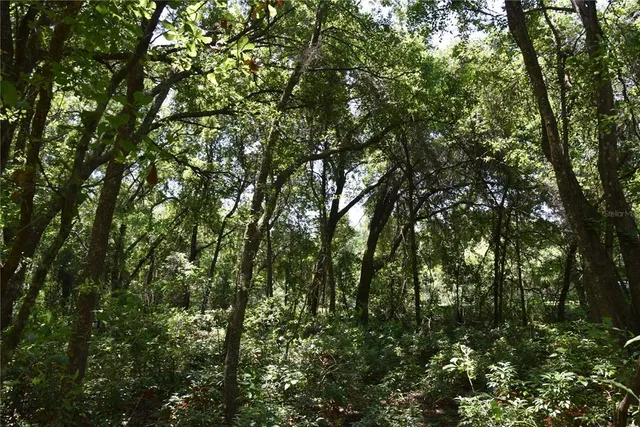 a view of a lush green forest
