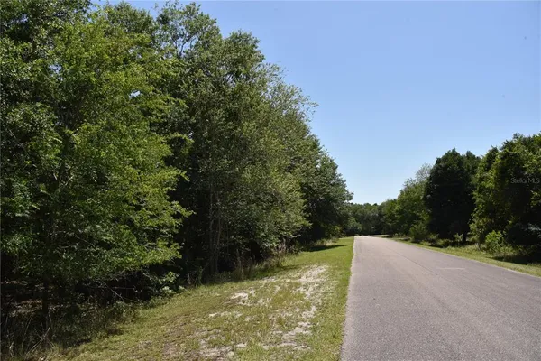 a view of a forest with trees in the background