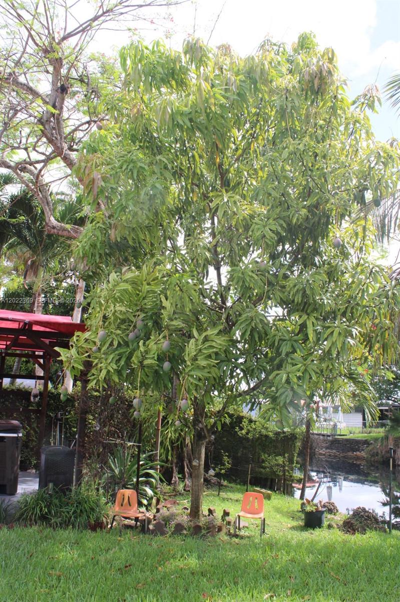 6371 Southwest 109th Court Miami, FL 33173 - Photo 36 of 45 Mango Tree