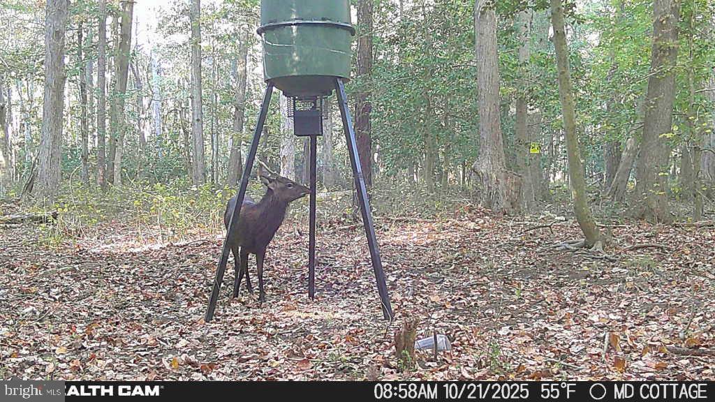 4424 Hooper Neck Road Taylors Island, MD 21669 - Photo 4 of 14 a backyard of a house with lots of green space