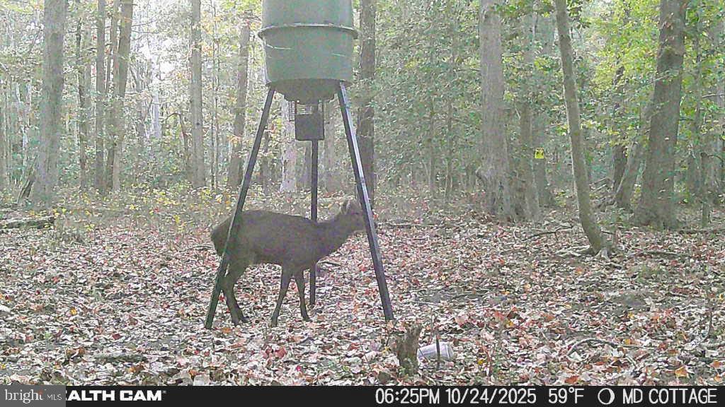 4424 Hooper Neck Road Taylors Island, MD 21669 - Photo 6 of 14 a view of a yard