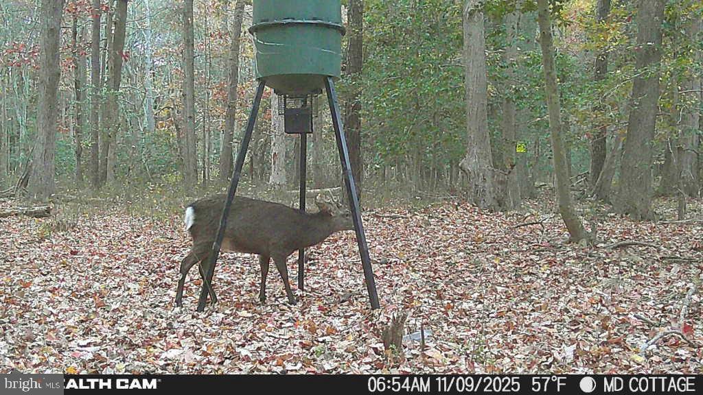 4424 Hooper Neck Road Taylors Island, MD 21669 - Photo 9 of 14 a bird view of a garden