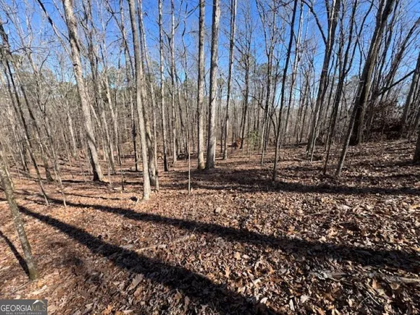 a view of a backyard with trees