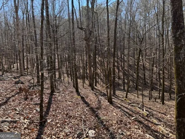a view of a yard with lots of trees