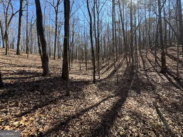 a view of a backyard with large trees