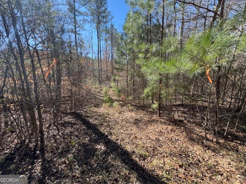 0 Brown Creek Road Shiloh, GA 31826 - Photo 2 of 30 a view of a yard with large trees