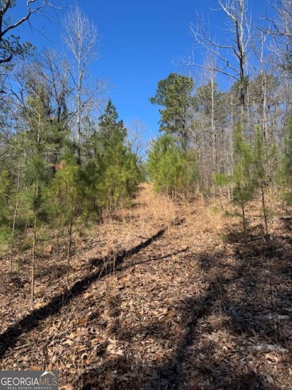 0 Brown Creek Road Shiloh, GA 31826 - Photo 21 of 30 a view of a yard with lots of bushes