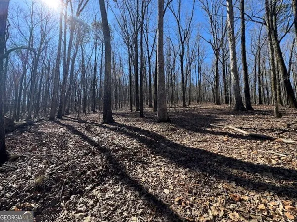 a view of a backyard with trees