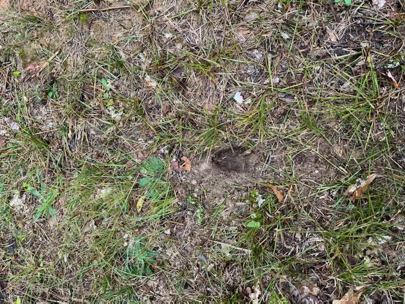 9793 South Spruce Road Idlewild, MI 49642 - Photo 12 of 23 IMG_0581