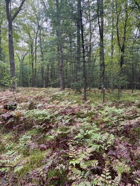 9793 South Spruce Road Idlewild, MI 49642 - Photo 10 of 23 IMG_0574