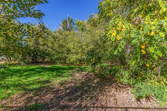 a view of a yard with a tree