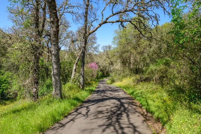 a view of a yard with plants and a large tree