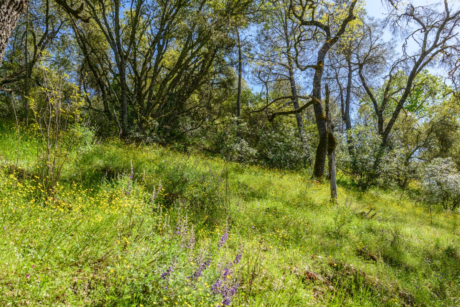 8 Jurgens Road Rescue, CA 95672 - Photo 42 of 42 a view of yard