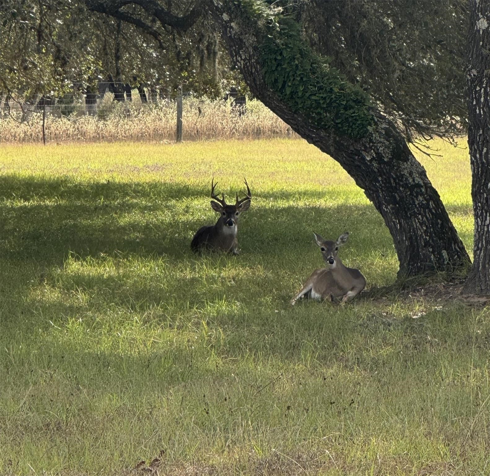 211 Bluebonnet Road Sheridan, TX 77475 - Photo 8 of 12 a view of swimming pool from a yard
