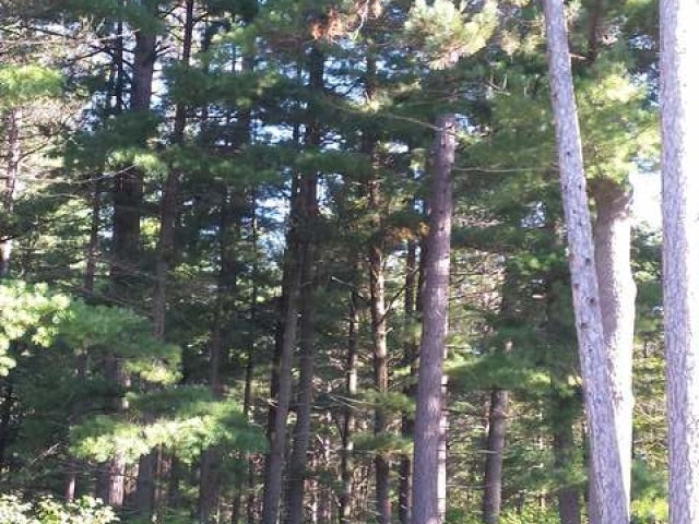 On Swamp Lake Road, Unit LOT 5 Tomahawk, WI 54487 - Photo 5 of 11 Gallery Image 5