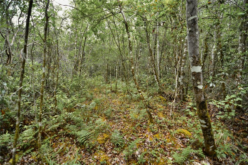 Sweet Gum Road Glen St. Mary, FL 32040 - Photo 5 of 44