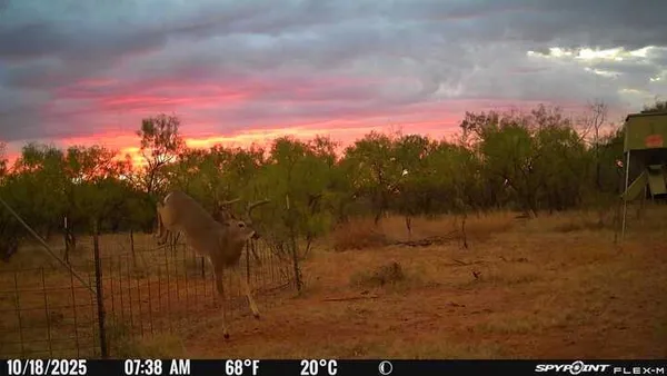 a view of a lake in middle of forest