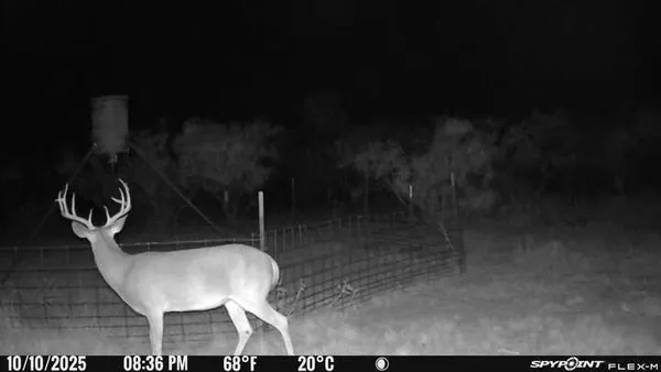 a dining room with couches chairs and a potted plant